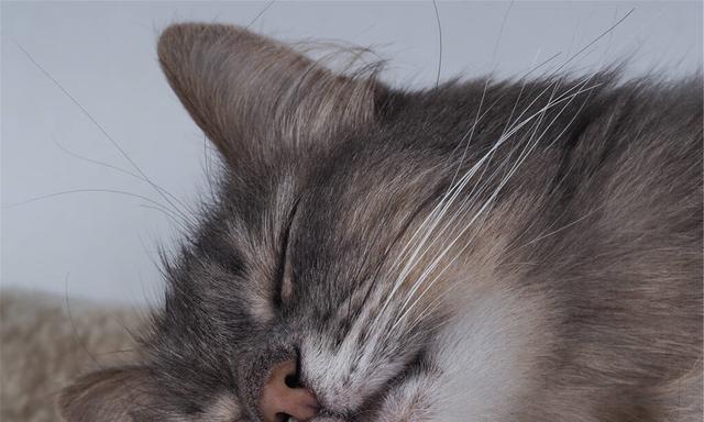 猫类传染病与人类健康的关系（了解猫类传染病）