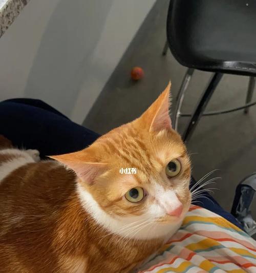 如何让宠物猫减肥（有效治疗猫咪肥胖问题）