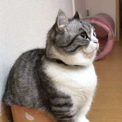 猫咪吃撑了，你需要知道的15个表现（宠物猫吃太多有哪些不良反应）