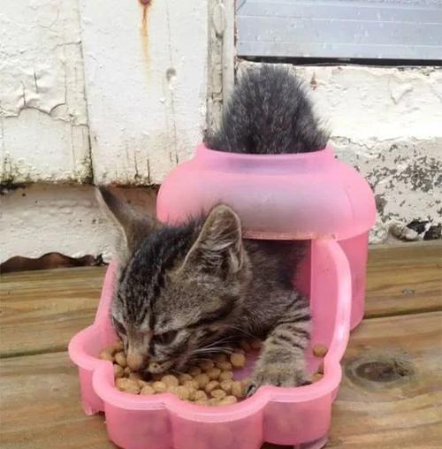 猫咪拉稀该怎么办（针对猫咪吃猫粮拉稀的处理方法）