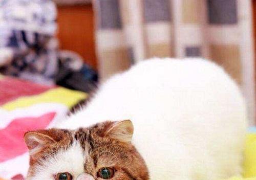 如何防止宠物猫咪上火（宠物猫咪的饮食习惯对上火的影响）