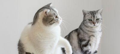 探秘猫咪打架战斗力，看看它们的真正实力（揭秘猫咪打架的5大特征）