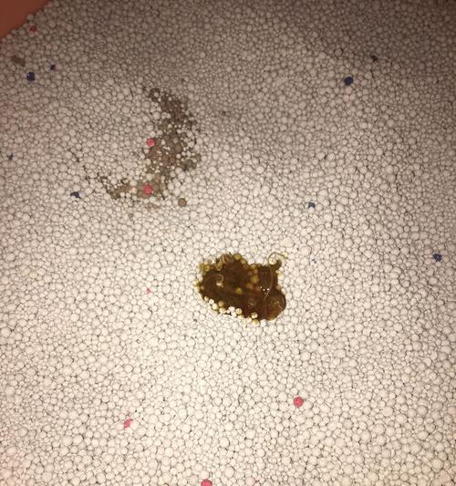 猫咪大便不成形怎么治疗（宠物猫的健康问题和解决方案）