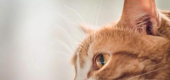 猫咪大便不成形怎么治疗（宠物猫的健康问题和解决方案）