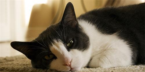 猫咪大便不成形怎么治疗（宠物猫的健康问题和解决方案）
