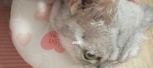 猫咪得了猫癣，如何缓解它的痒症（宠物猫得猫癣）