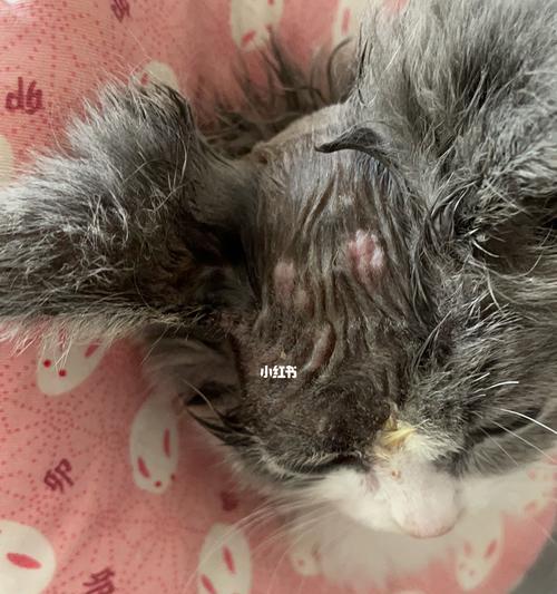猫咪得了猫癣，如何缓解它的痒症（宠物猫得猫癣）