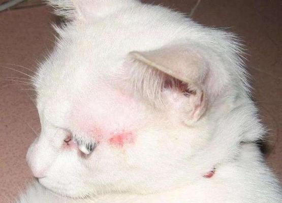 猫咪得了猫癣，如何缓解它的痒症（宠物猫得猫癣）