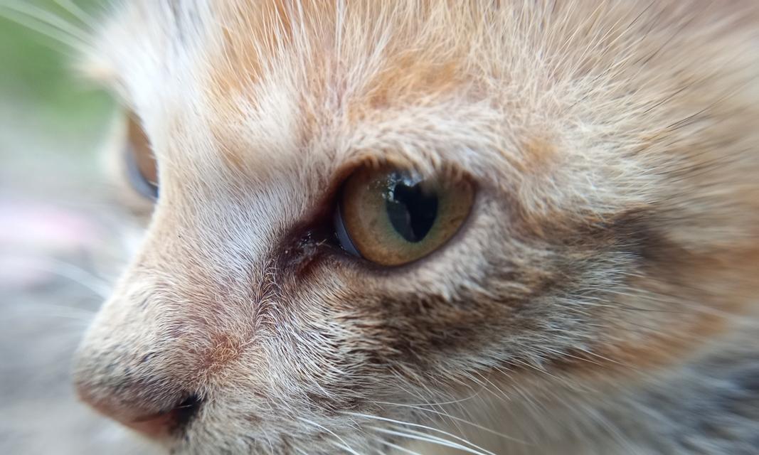 宠物淋巴结肿大治疗指南（以猫咪为例）