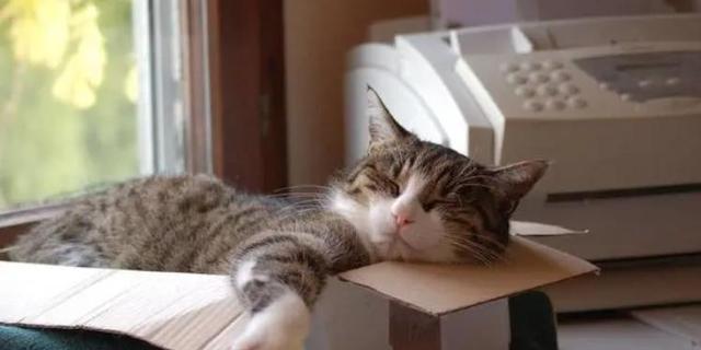 宠物猫抑郁症的治疗方法（关爱您的猫咪）