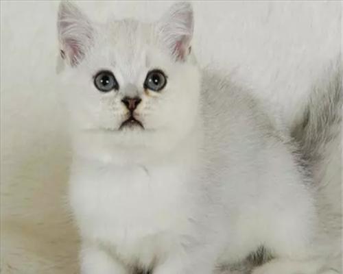 揭秘猫咪耳道黑黑的原因（从宠物护理角度看待猫咪耳道黑黑问题）