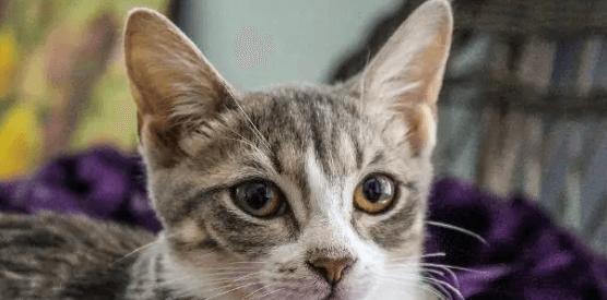 猫咪感冒，自行恢复可能性有多大（探究猫咪感冒自我恢复的原理及预防方法）