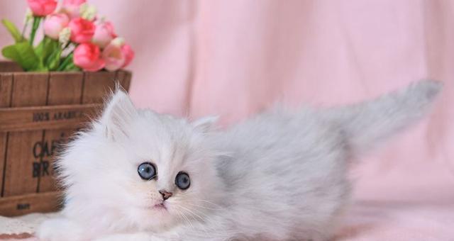 猫咪怀孕数量的影响因素（宠物繁殖需注意的重点）