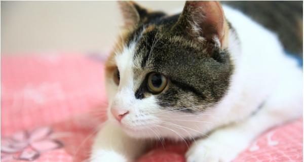 猫咪怀孕几天会吐，原因与应对方法详解（宠物猫咪怀孕后出现呕吐症状）