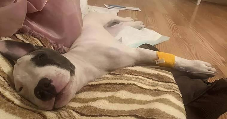 猫咪怀孕的周期和注意事项（了解猫咪怀孕的时间）
