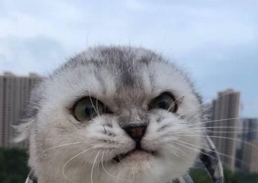 宠物猫咪发情的相关知识（了解猫咪发情的周期和行为习惯）