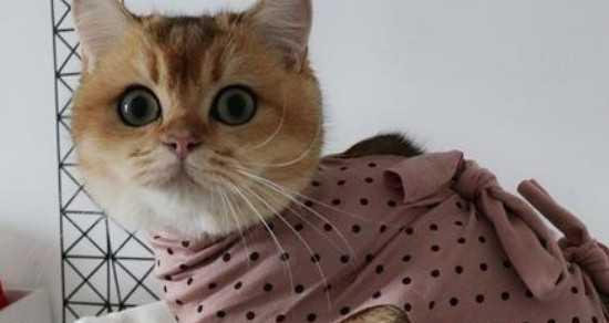 猫咪几个月体型预测——成猫体型如何显现（了解猫咪成长规律）