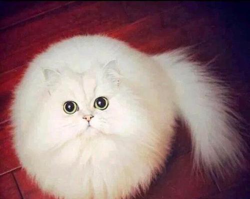 如何判断你的猫咪健康状况（掌握这些关键指标）