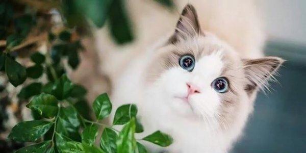 猫咪的饮食之道——喂养它们最喜欢的食物（为宠物猫咪提供多元化饮食）
