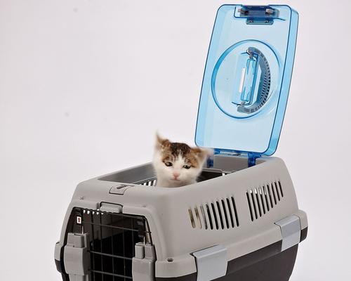 从猫咪的起点，到宠物的终点（空运宠物）