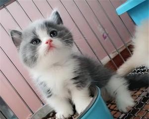 认识猫咪蓝白品种（宠物界可爱的蓝白猫咪特征与习性）