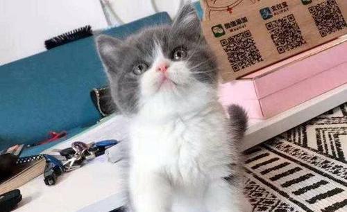 认识猫咪蓝白品种（宠物界可爱的蓝白猫咪特征与习性）