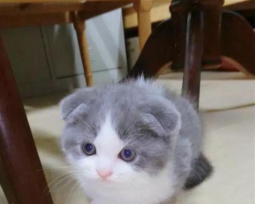 认识猫咪蓝白品种（宠物界可爱的蓝白猫咪特征与习性）