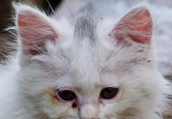 猫咪泪痕的清洁方法（用什么洗才不伤害猫咪的眼睛）