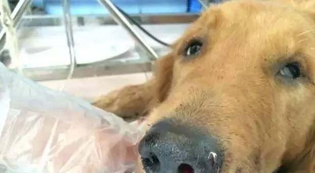 猫咪流鼻血的应急处理方法（以宠物为主的鼻血处理技巧）