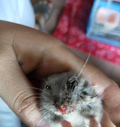 猫咪流鼻血的应急处理方法（以宠物为主的鼻血处理技巧）