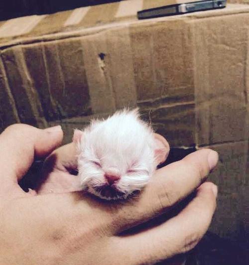 猫咪流鼻血的应急处理方法（以宠物为主的鼻血处理技巧）