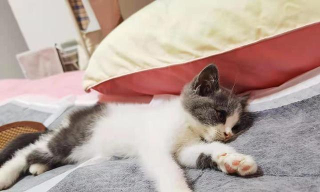 宠物猫能否吃生芹菜（探究猫咪的饮食习惯和对生芹菜的反应）