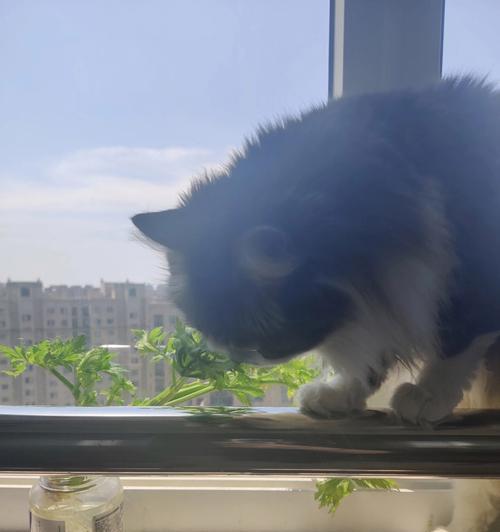 宠物猫能否吃生芹菜（探究猫咪的饮食习惯和对生芹菜的反应）