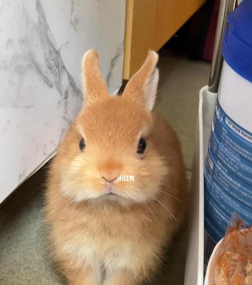 宠物猫能否吃生芹菜（探究猫咪的饮食习惯和对生芹菜的反应）