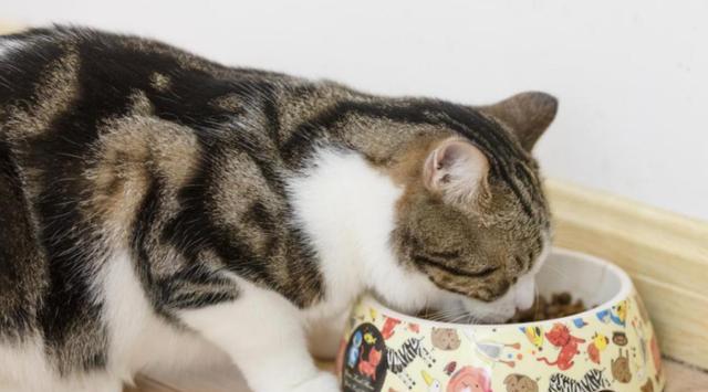 猫咪生产必备知识（以宠物为主）