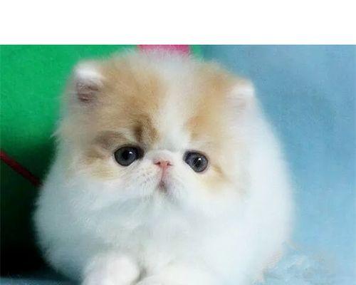 猫咪摔了后的急救措施（宠物主人必备）