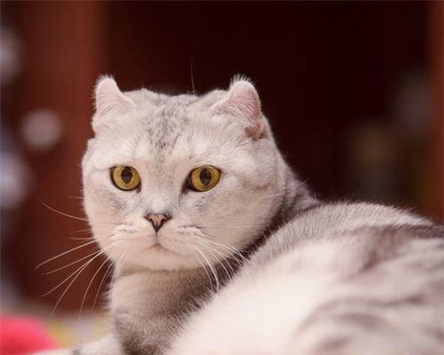 探讨猫咪糖尿病引起脱水的原因（糖尿病与脱水的关系）