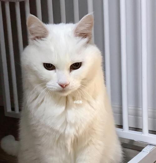 宠物猫咪的糖尿病症状及预防措施（如何识别糖尿病）