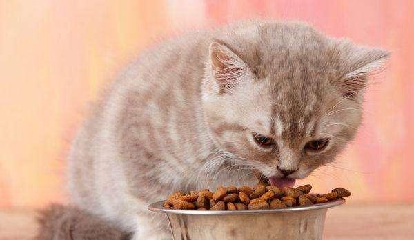 宠物猫咪的糖尿病症状及预防措施（如何识别糖尿病）
