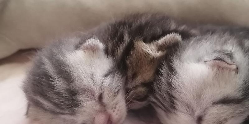 宠物猫咪突然死亡，原因竟然是……（揭开猫咪死亡的谜团）
