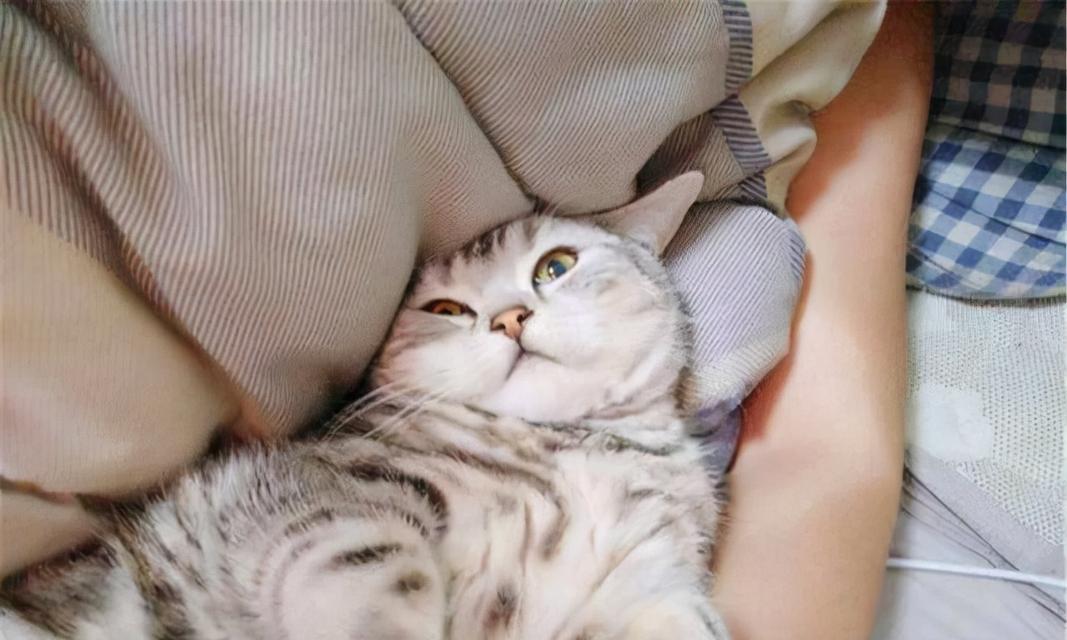 猫咪吐白沫原因及应对方法（宠物猫咪健康问题解决方案）