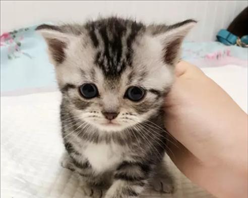 猫咪外伤（探讨宠物猫受伤后的自愈能力与护理方法）