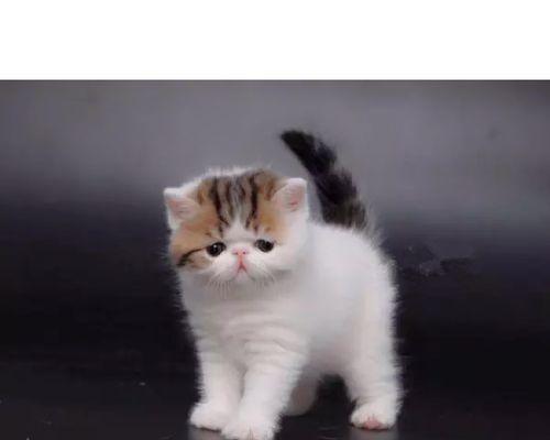 猫咪外伤（探讨宠物猫受伤后的自愈能力与护理方法）