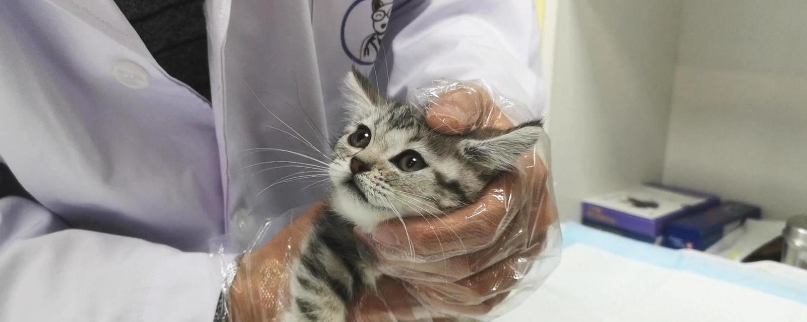 猫咪为何会得狂犬病（探究猫咪感染狂犬病的原因及预防措施）