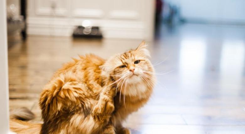 为什么猫咪会站起来（探究猫咪站立的原因和行为特征）
