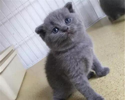 猫咪尾巴粗细和纯种之间的关系解析（从宠物猫咪的尾巴到纯种猫咪的品种鉴别）