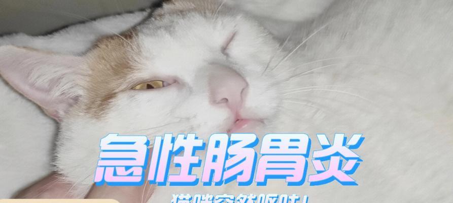 如何给患有猫咪胃肠炎的宠物打消炎针（胃肠炎治疗中的必要措施与注意事项）