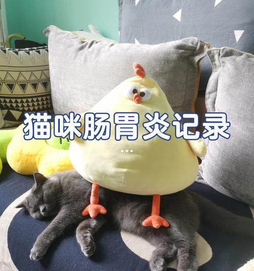 如何给患有猫咪胃肠炎的宠物打消炎针（胃肠炎治疗中的必要措施与注意事项）