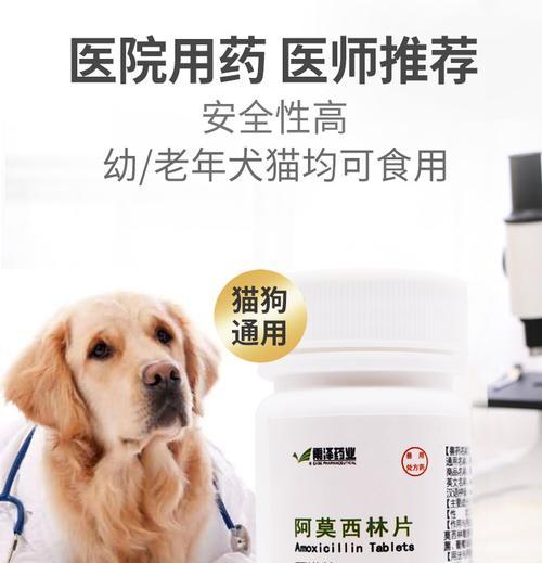 猫咪喂阿莫西林（了解宠物用药误区）