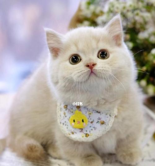 猫咪喜欢什么颜色（揭秘猫咪的色彩偏好及原因）